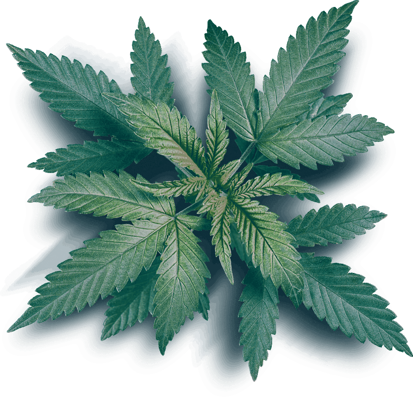 Cannazonia Cannabis and Vape Store