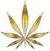 420Now