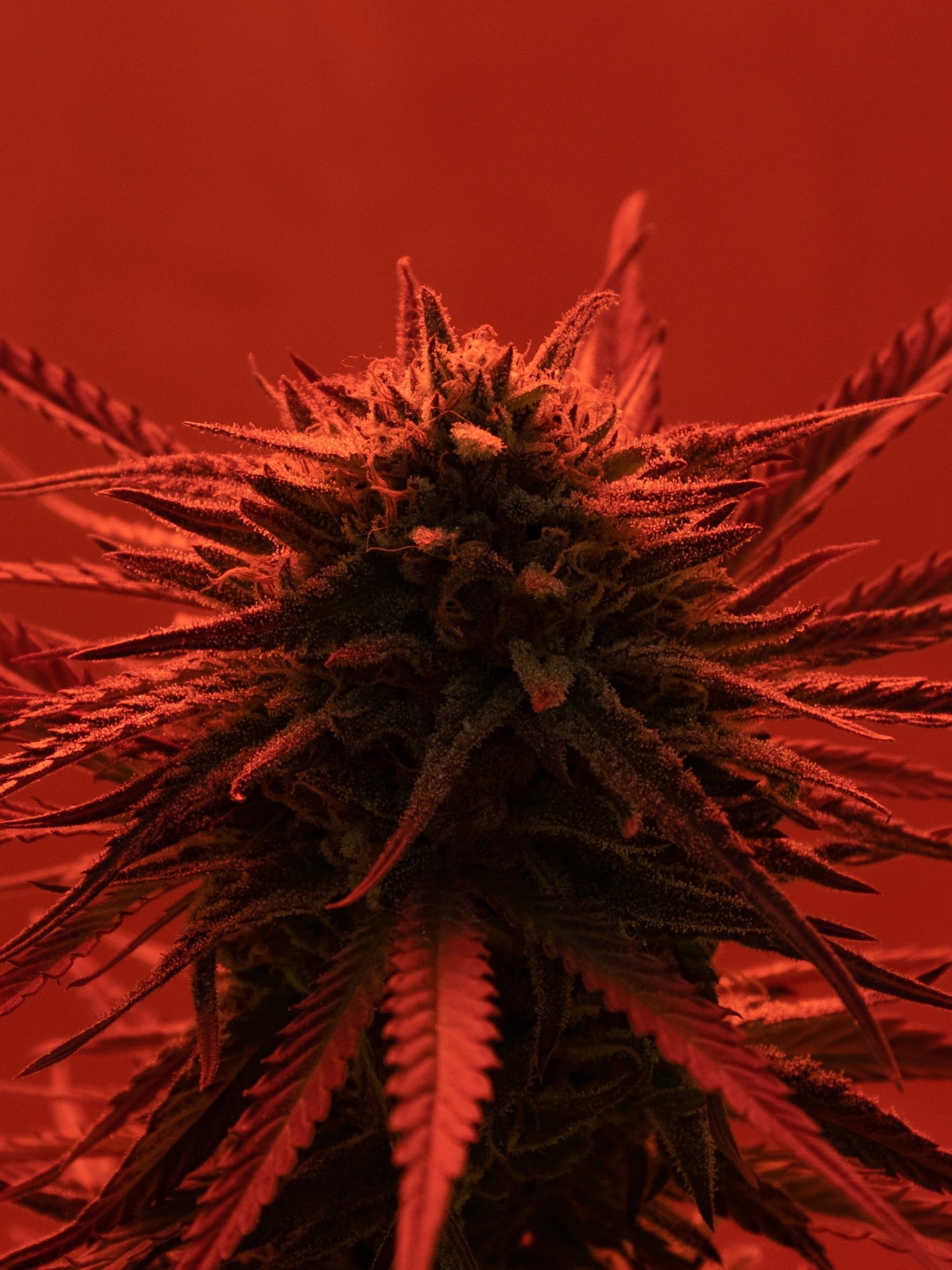 Firestone Cannabis