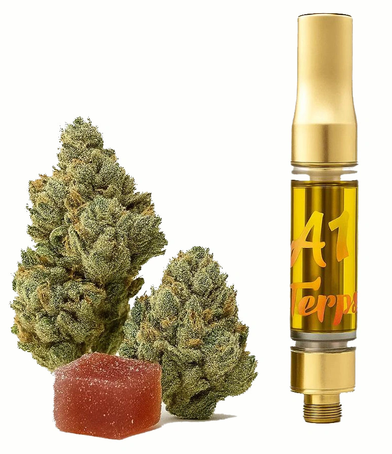 A1 Terps Express — Montreal